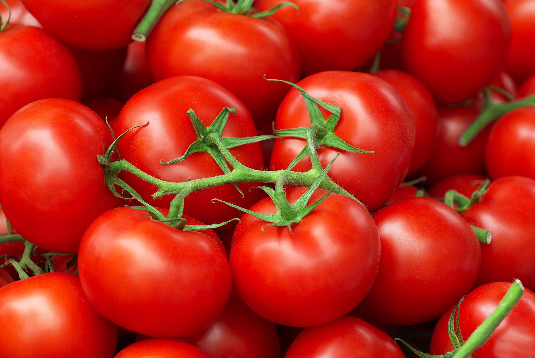 Tomato Powder - Image 2